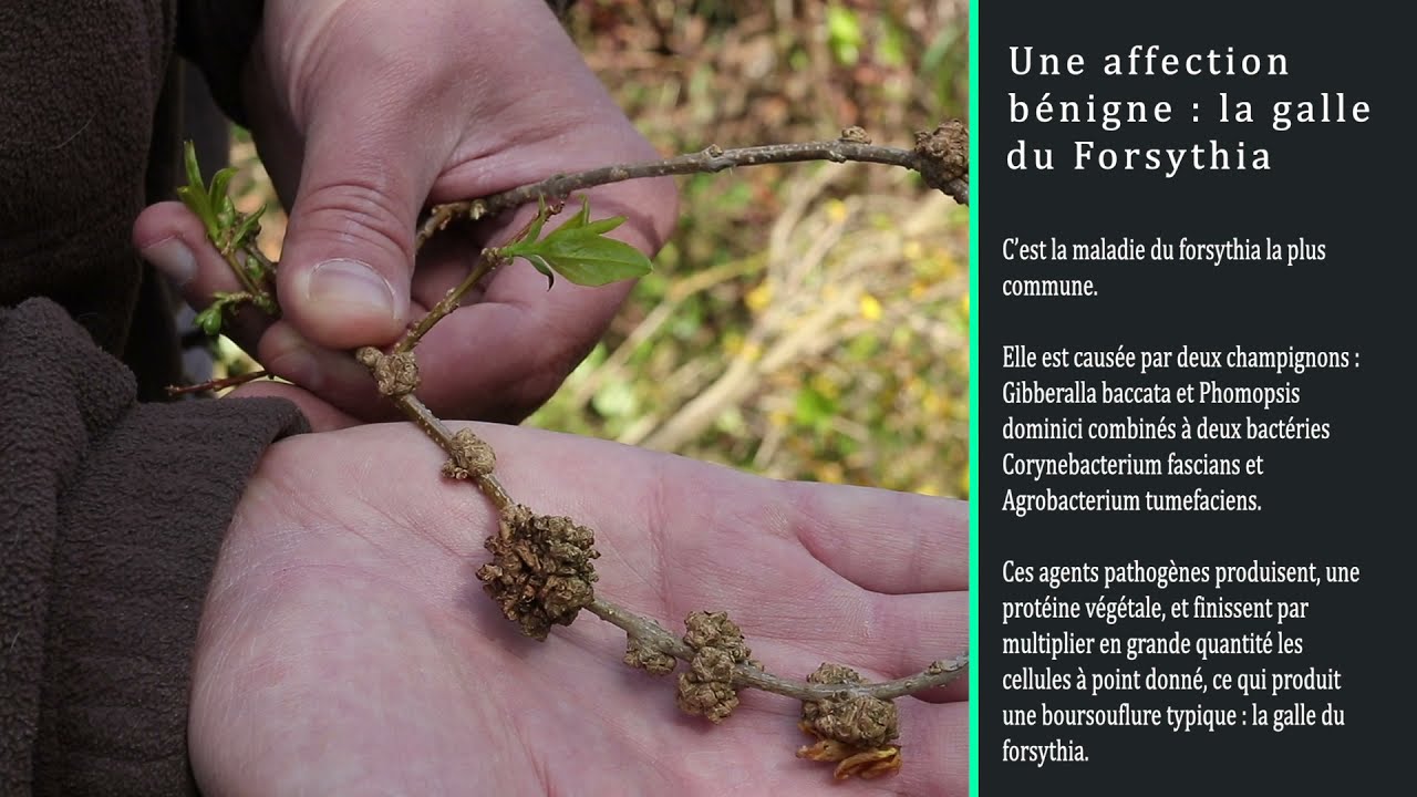 Episode 61 : Comment tailler un Forsythia (Taille raisonnée)