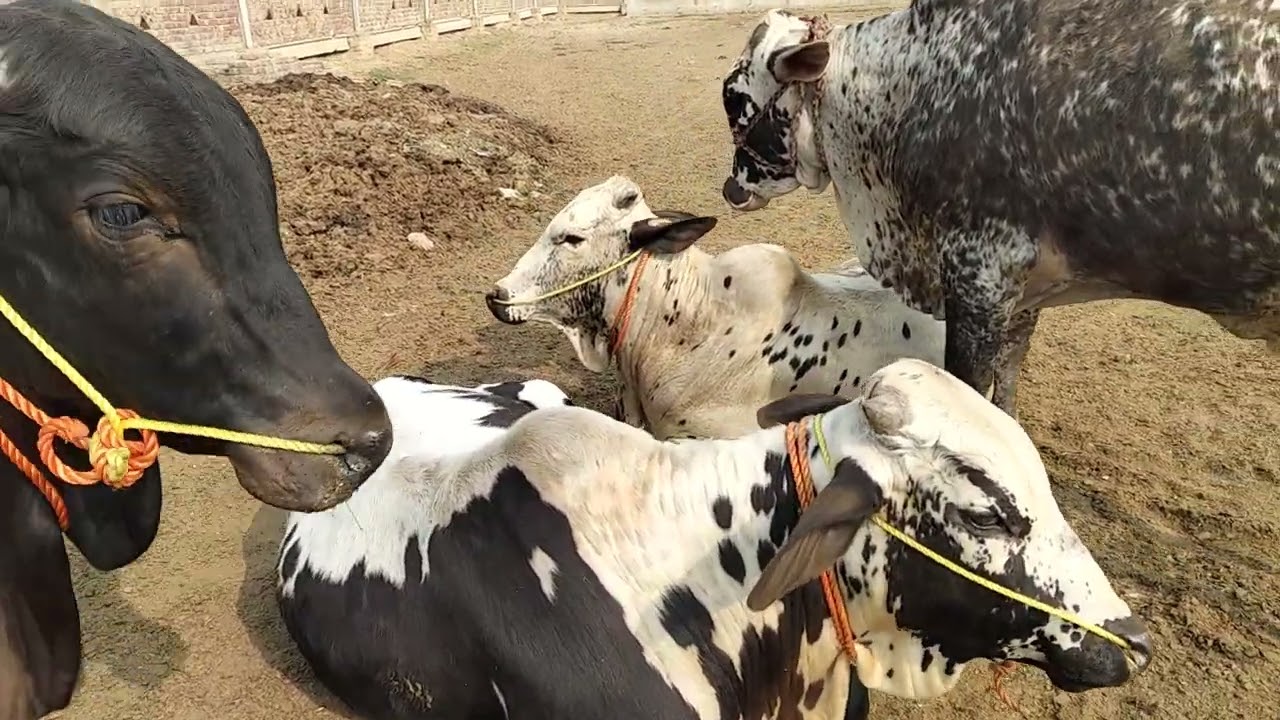 قربانی کے جانوروں کو آتے ہی نتھ ضرور ڈال لیں  ورنہ