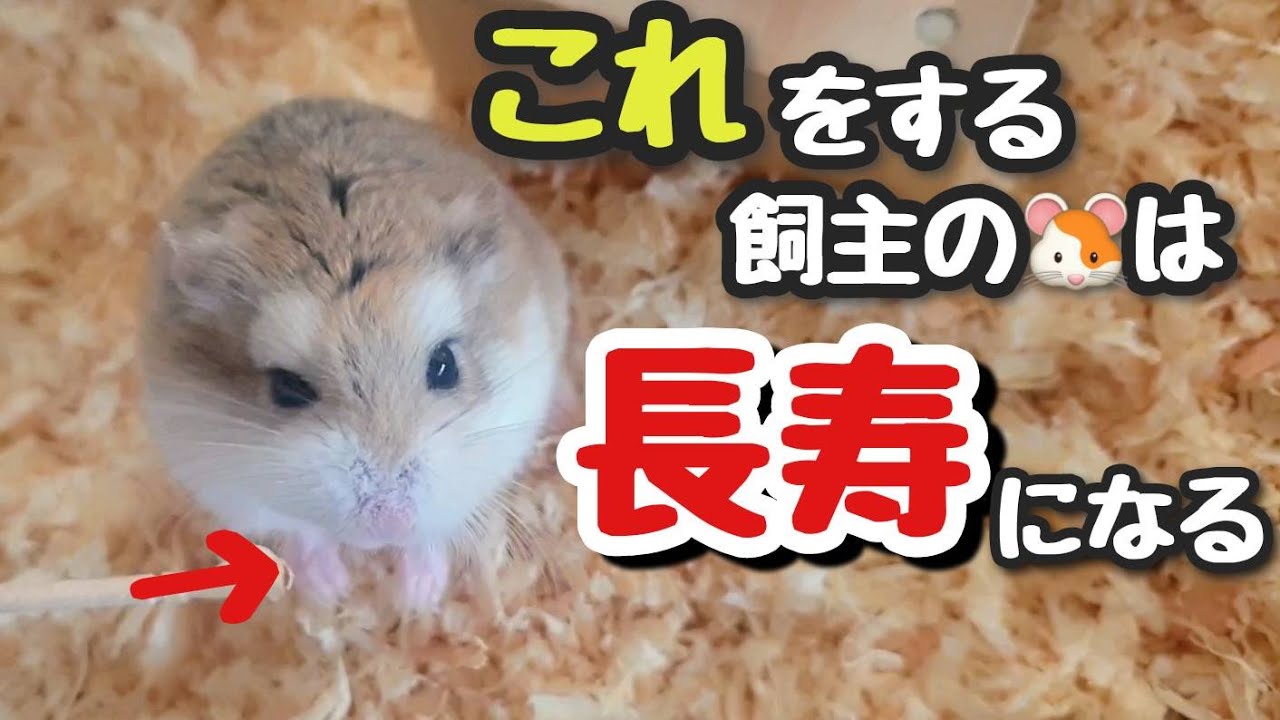 ハムスターを長生きさせる飼主がやってる事　TOP5