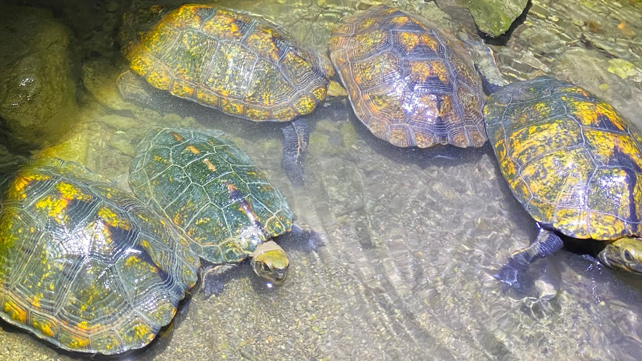 生物調査〜イシガメのユートピア見つけたwww