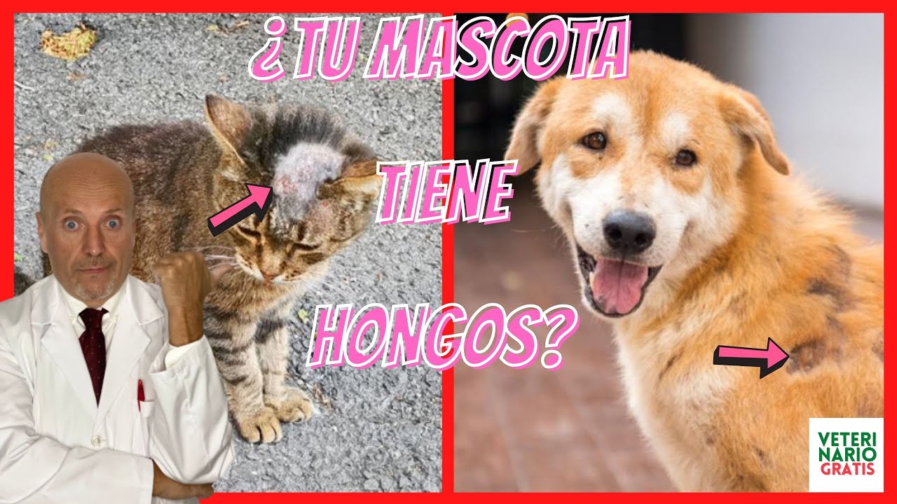 🔴 MI MASCOTA TIENE HONGOS ¿QUE PUEDO HACER? 🔴 KETOCONAZOL PARA LA TIÑA EN  PERROS Y GATOS