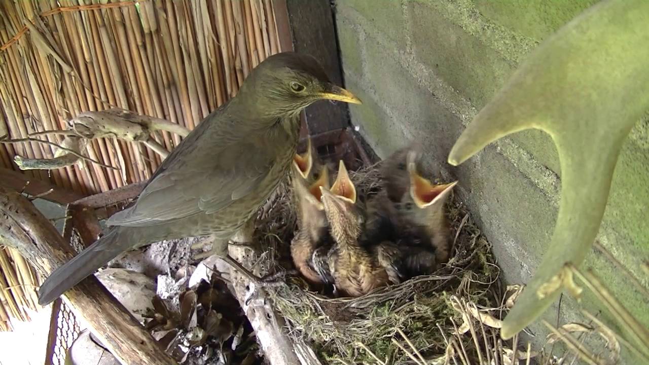 Merels vliegen uit. 3  Merel eet salamander en stekelbaars.