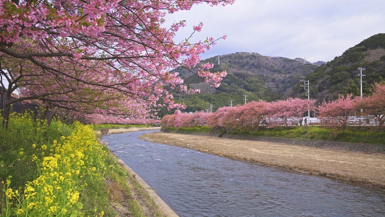 河津桜まつり 早咲き桜が咲く日本の風景 Japan 8K UHD Cherry Blossoms - Kawazu Sakura Festival