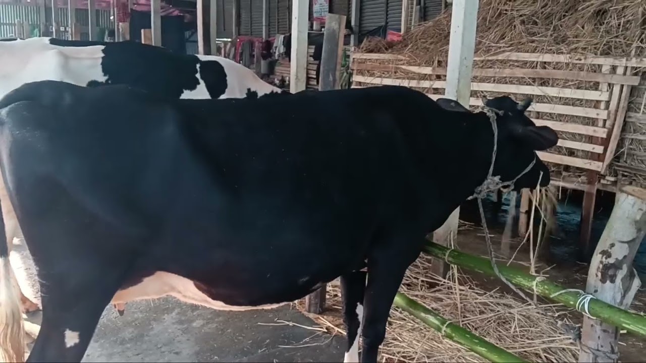 01703852115খাদিজা ডেইরি ফার্ম থেকে ভালো জাত মান গুণের গাভী ক্রয় করতে যোগাযোগ করুন। 