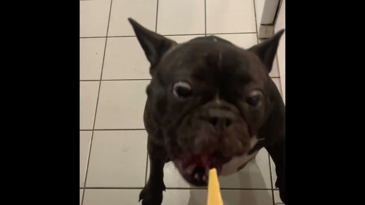 Funny frenchie  cheese tax  video