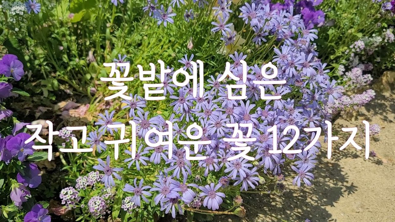 장미정원에 심은 작고 귀여운 꽃 12가지 소개