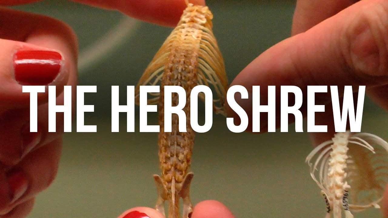 The Hero Shrew