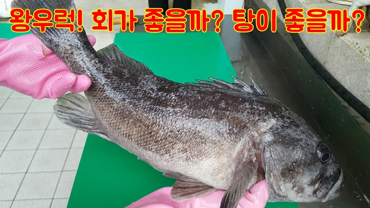 대물 우럭으로 우럭회와 우럭 매운탕!! 매운탕이 최고네!!