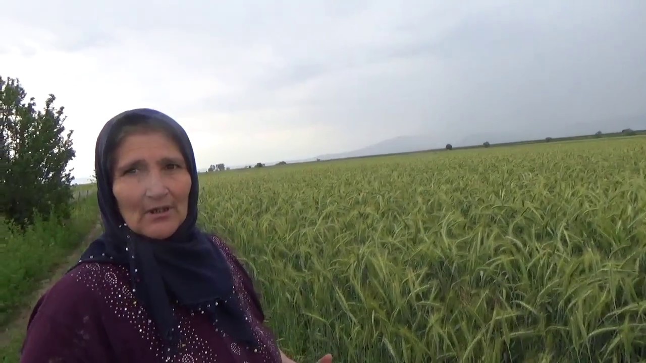 Çivril - Tritikale Yetiştiriciliği - Gür Çıkmasını Sağlamak -  Sığır Yemi - İnek Yemi