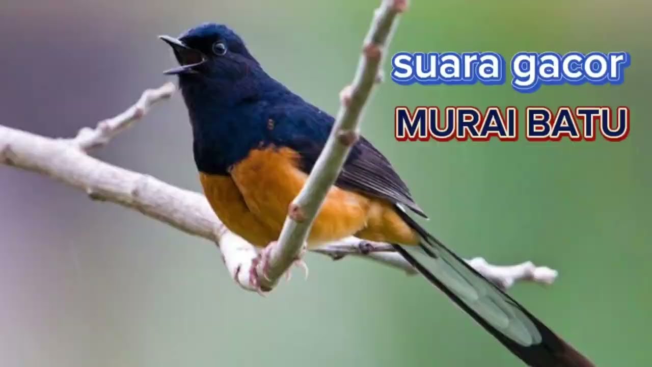 Suara gacok BURUNG MURAI BATU