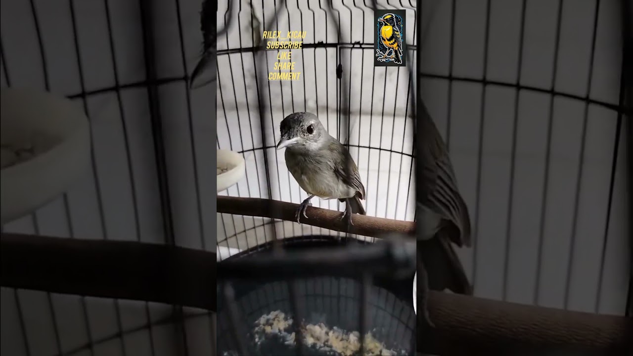 CIRI AKURAT SAMYONG POLOS JANTAN