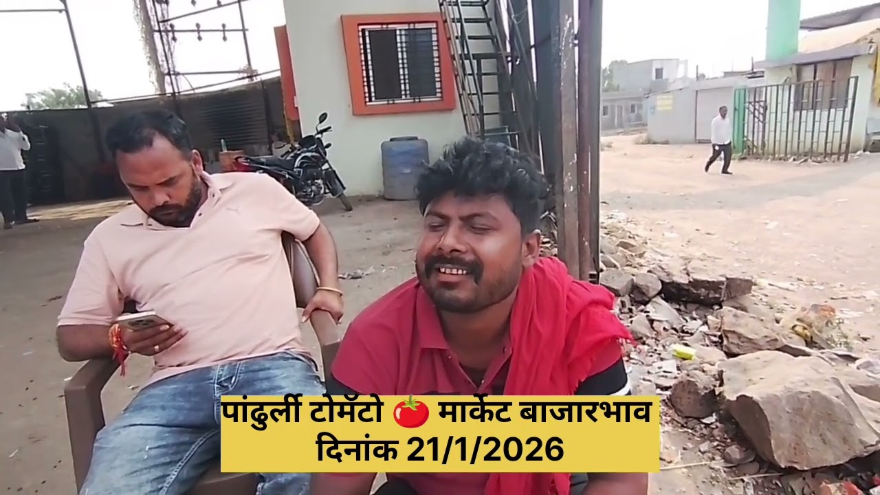 पांढुर्ली टोमॅटो 🍅 मार्केट बाजारभाव दिनांक 21/1/2026