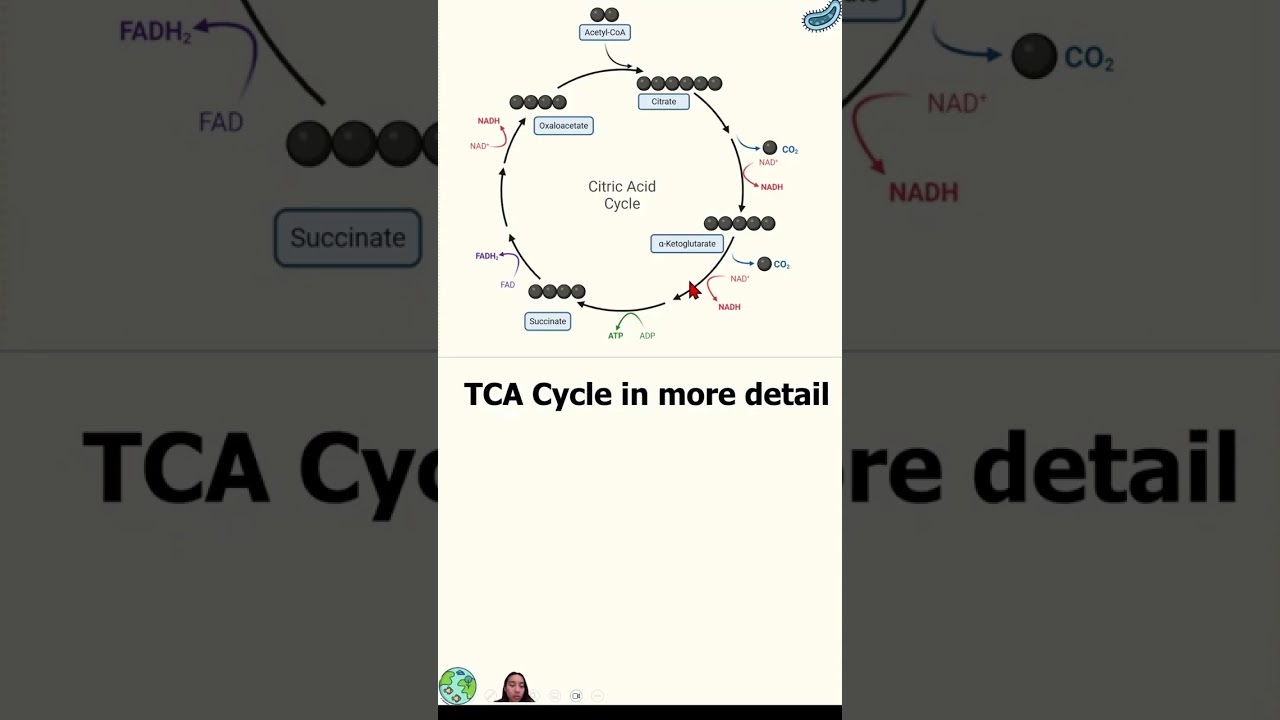 Decarboxylation Mobile Friendly