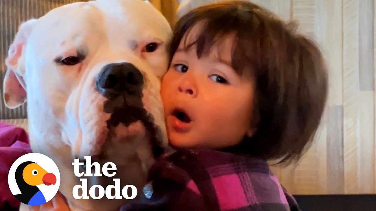 Pittie And Baby Grow Up Together | The Dodo
