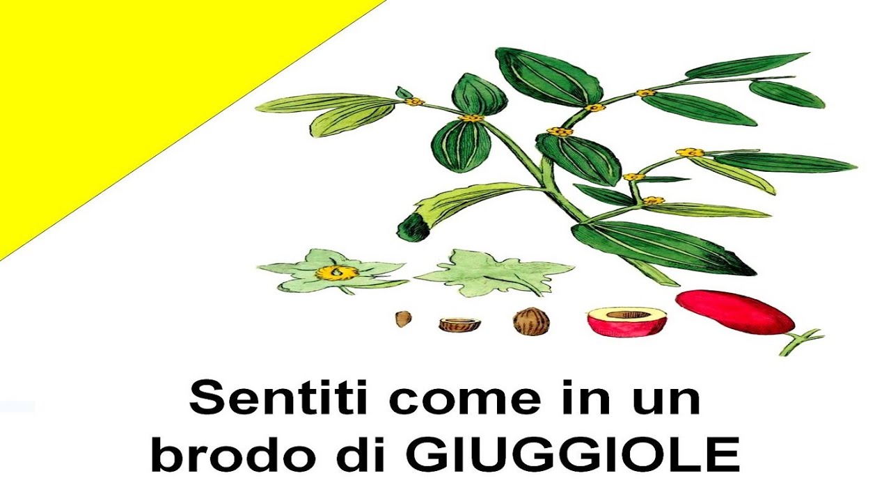Giuggiolo, ziziphus jujuba, brodo di giuggiolo, brodo di giuggiole, arquà petrarca, suan zao ren