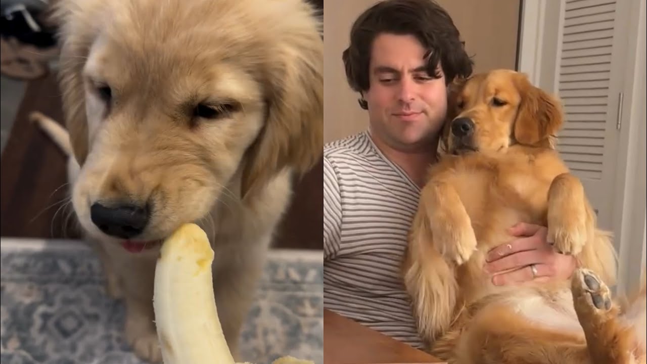 These Funniest Golden Retrievers will have you in Stitches! | Funny dogs videos 