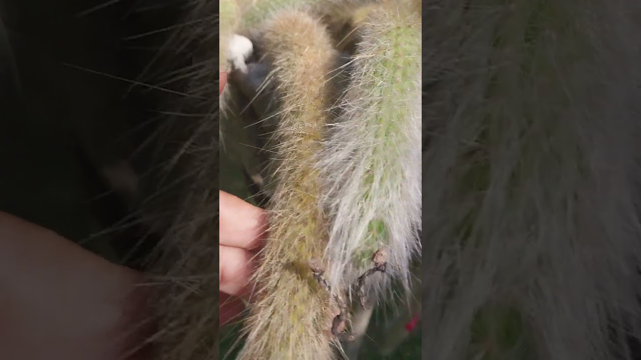 qual melhor horário de sol para o rabo de macaco? sol da manhã? sol da tarde? sol pleno?