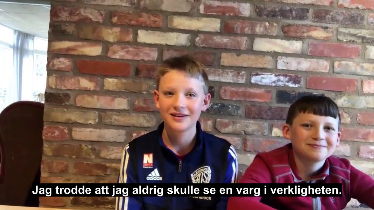 Björn, 12, och Nils, 9, såg varg i Simrishamn • Se deras film