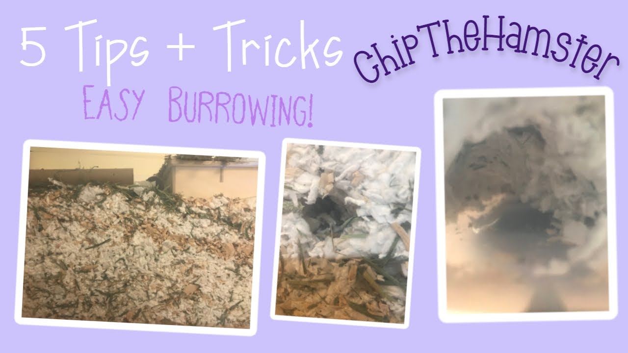 ✨ How to get YOUR Hamster to Burrow more! 🐹 | ChipTheHamster