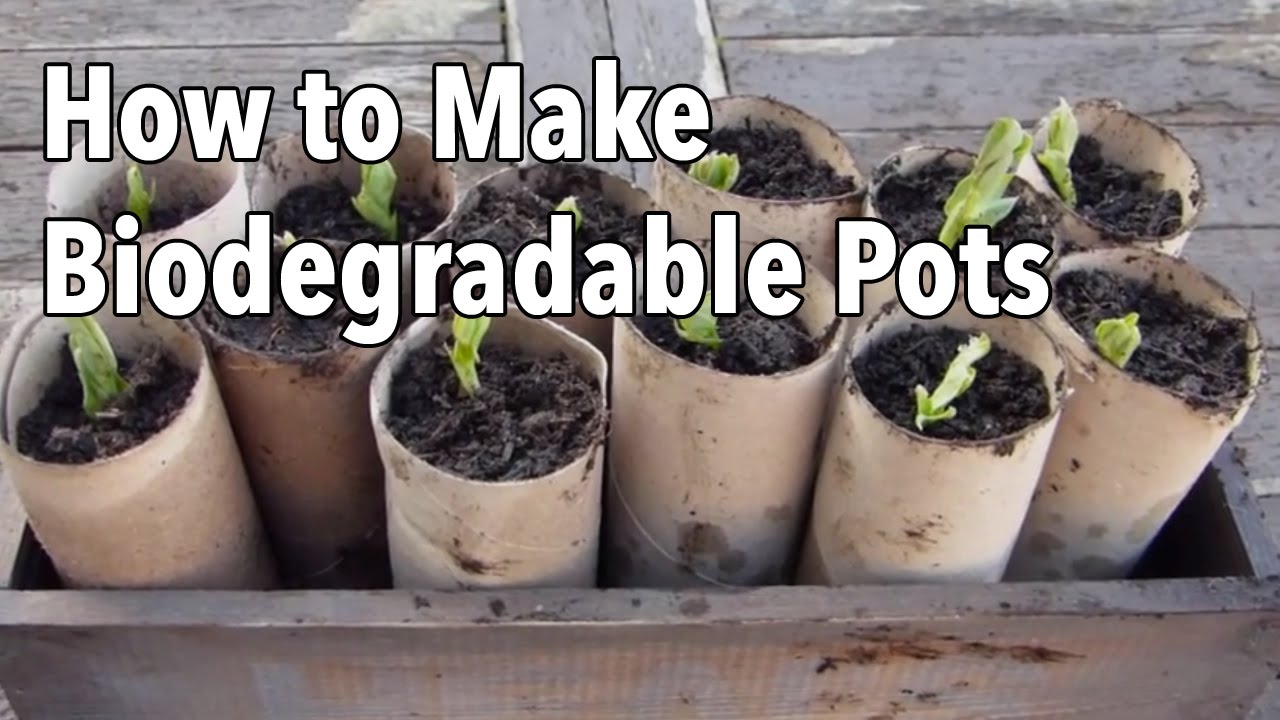 How to Make Biodegradable Plant Pots - Homemade Seed Starting Pots
