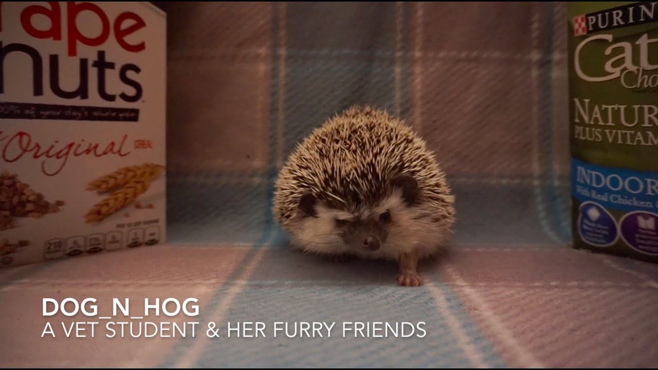 Feeding Hedgehogs - How to Properly Do So (Part 1: Dry Food)