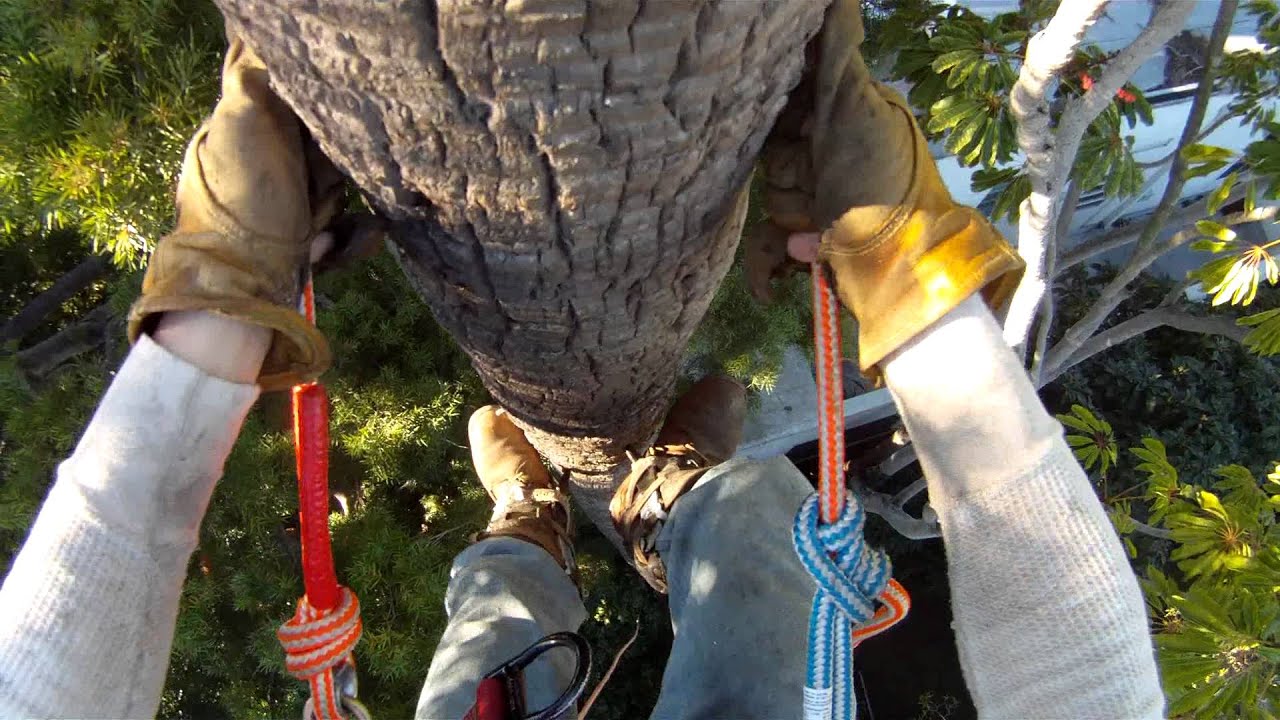 Climbing Palm Tree