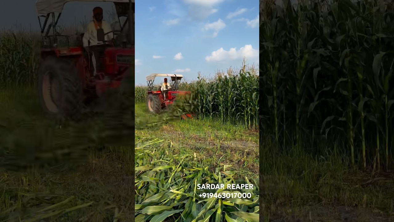 SARDAR REAPER,TRACTOR OPERATED REAPER WORKING IN MAIZE FIELD,SARDAR INDUSTRIES MANSA-#reapermachine