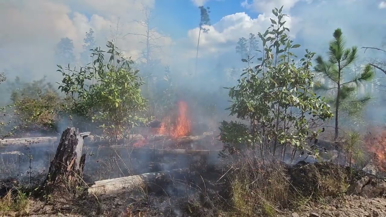 Bellue Farm prescribed burn part 1