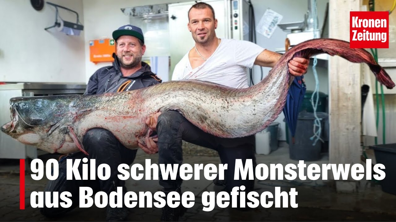 90 Kilo schwerer Monsterwels aus Bodensee gefischt | krone.tv NEWS