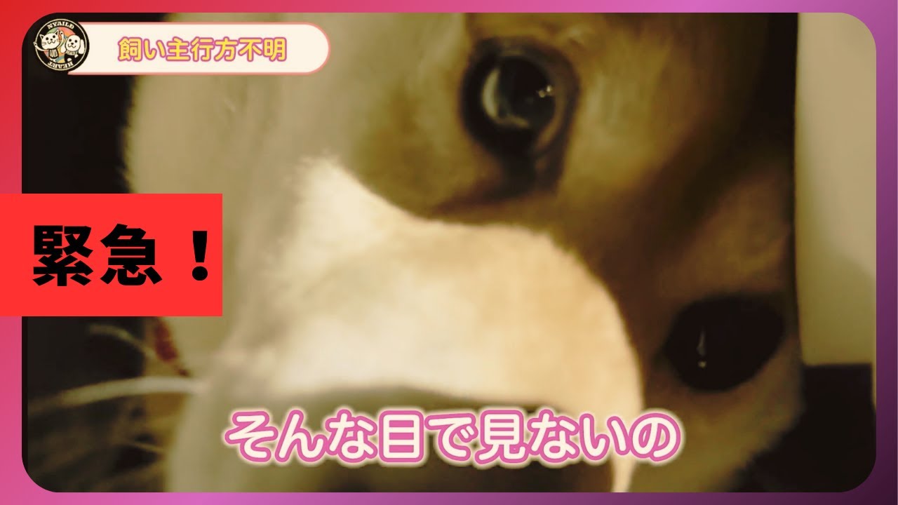 【柴犬2頭を緊急保護！】【飼い主は高齢兄弟2人暮らし】兄死亡。残された弟は入院が必要・・・。