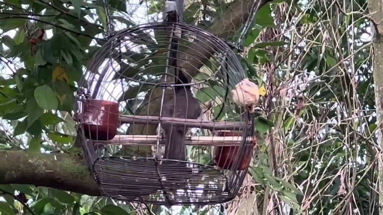 Chim mồi cứng cựa,khi chim về