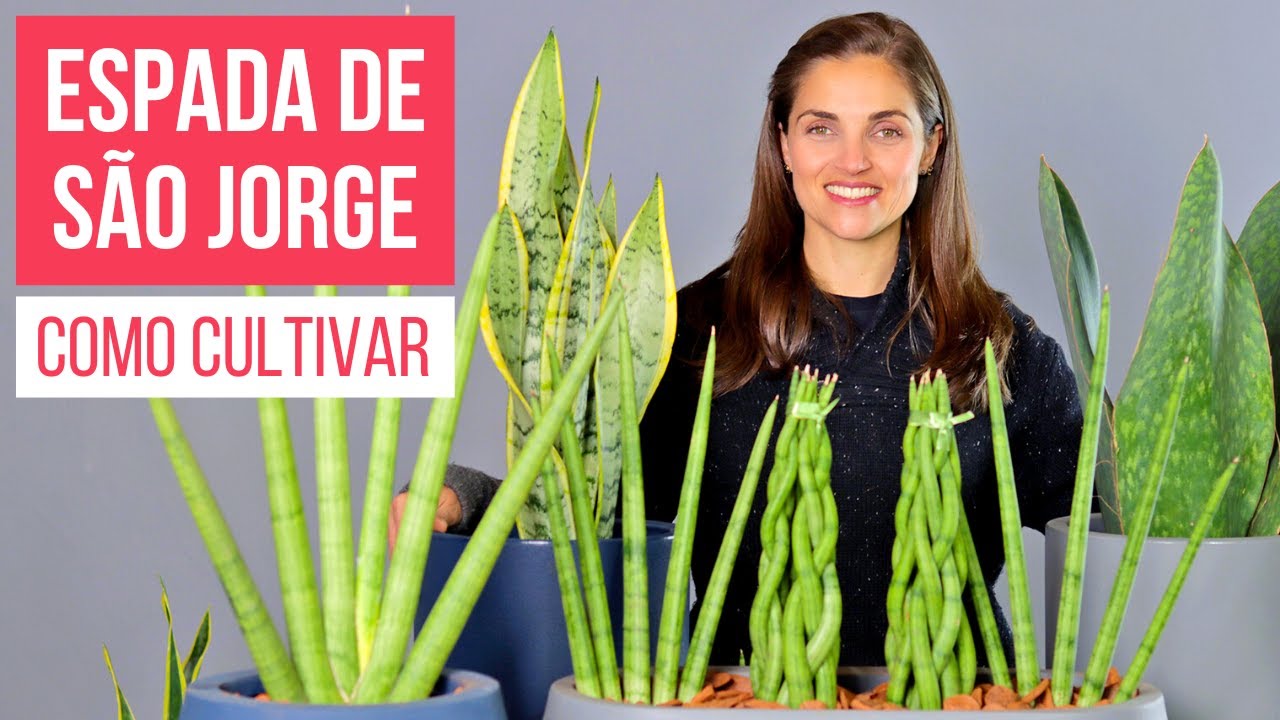 PLANTAS PROTETORAS 🌿 ESPADA-DE-SÃO-JORGE, de SANTA BÁRBARA, de OGUM 🌱 COMO CULTIVAR as SANSEVIERIAS