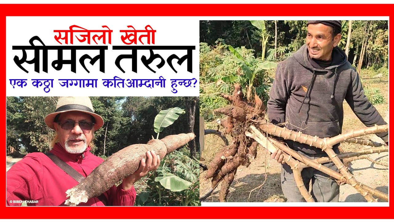 सिमल तरुल रोपौँ, अर्गानिक खाऔ र सजिलै पैसा कमाऔं Simal Tarul kheti 
