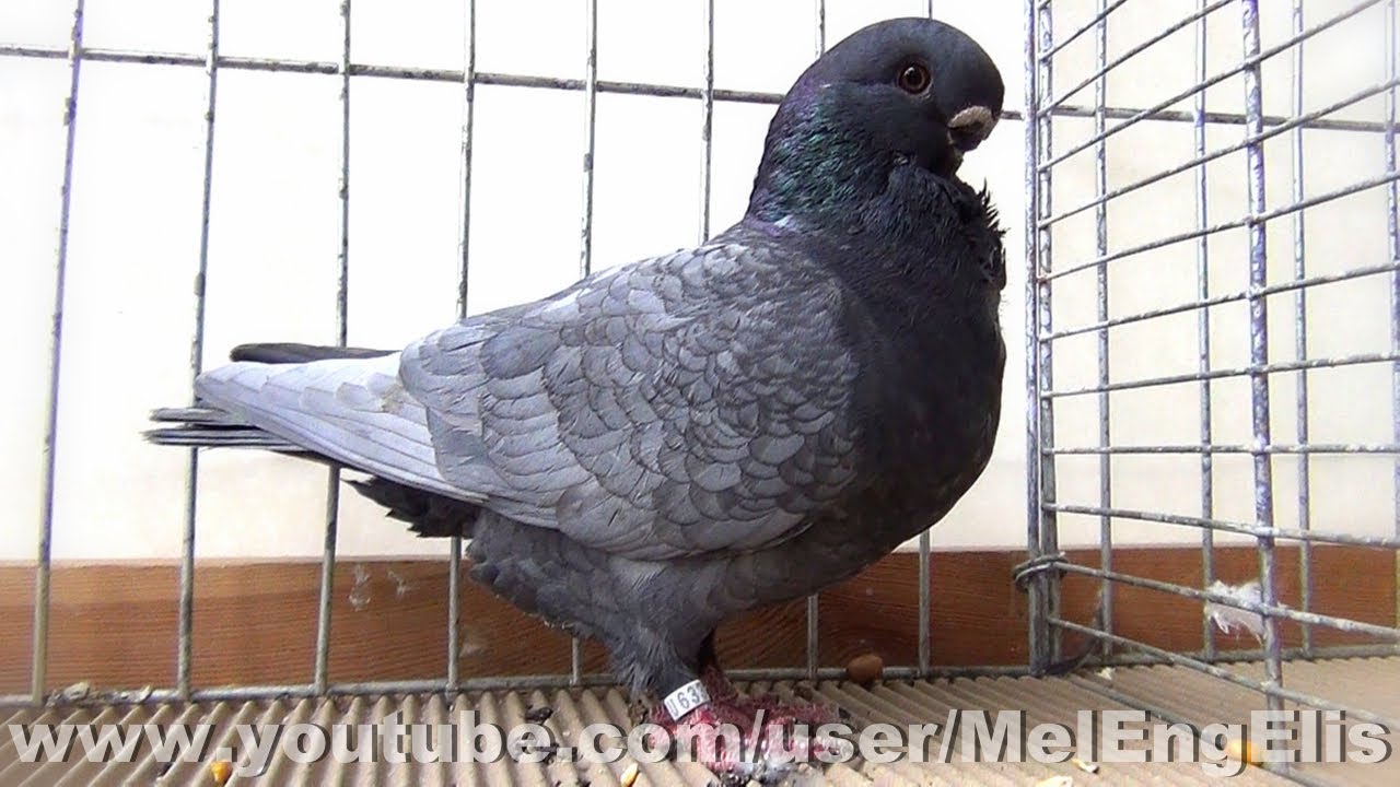 Pigeon African Owl bleu andalou - Championnat de France - Évreux 2022