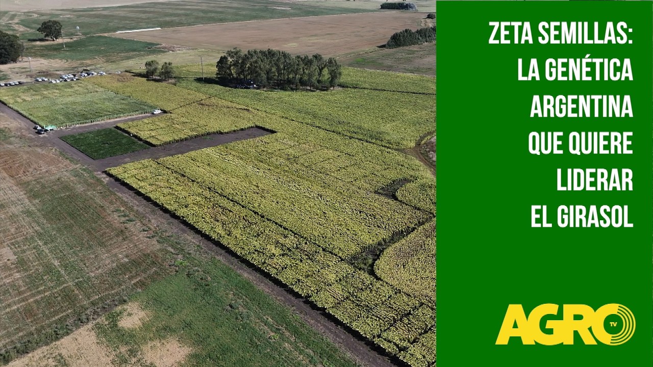 Zeta semillas: La genética argentina que quiere liderar el girasol (#1179 2026-03-14)
