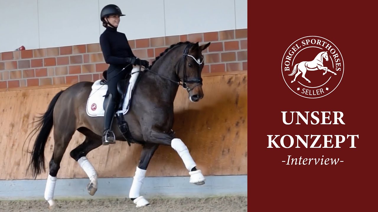 Verkaufspferde | Unser Konzept | Borgel Sporthorses 🐴