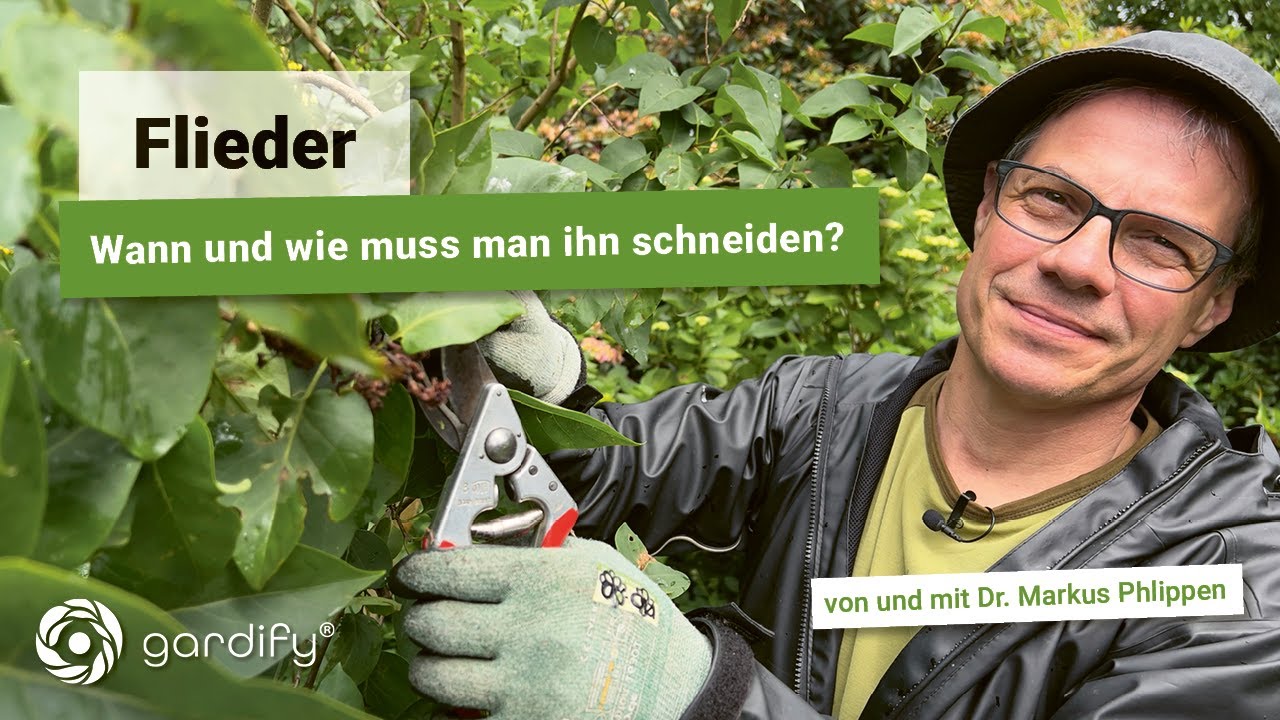 Wann und wie ihr euren Flieder richtig zurückschneidet. Hilfreiche Tipps vom Gartenprofi