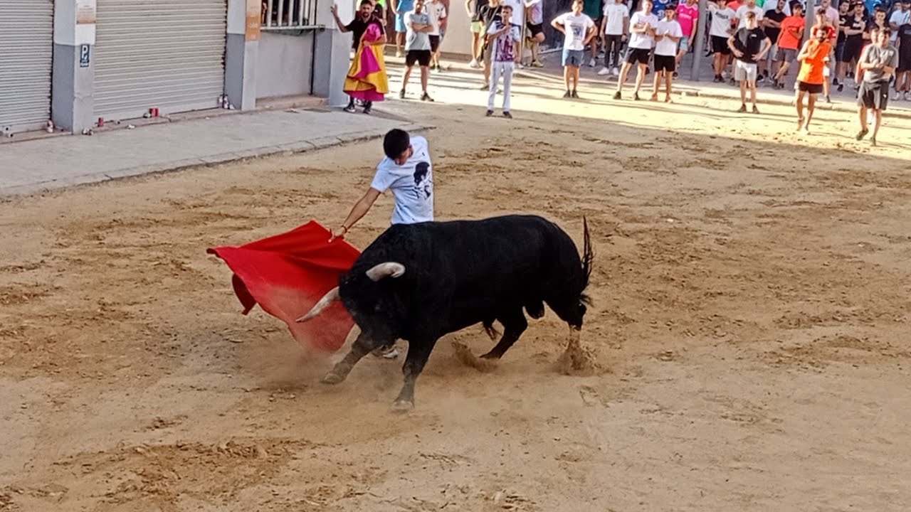 🔝 ESPECTACULAR 🔥 4 Toros en Puçol👉Bou de  Sant Joan, Comissio 7 de setembre. (23/06/2025)
