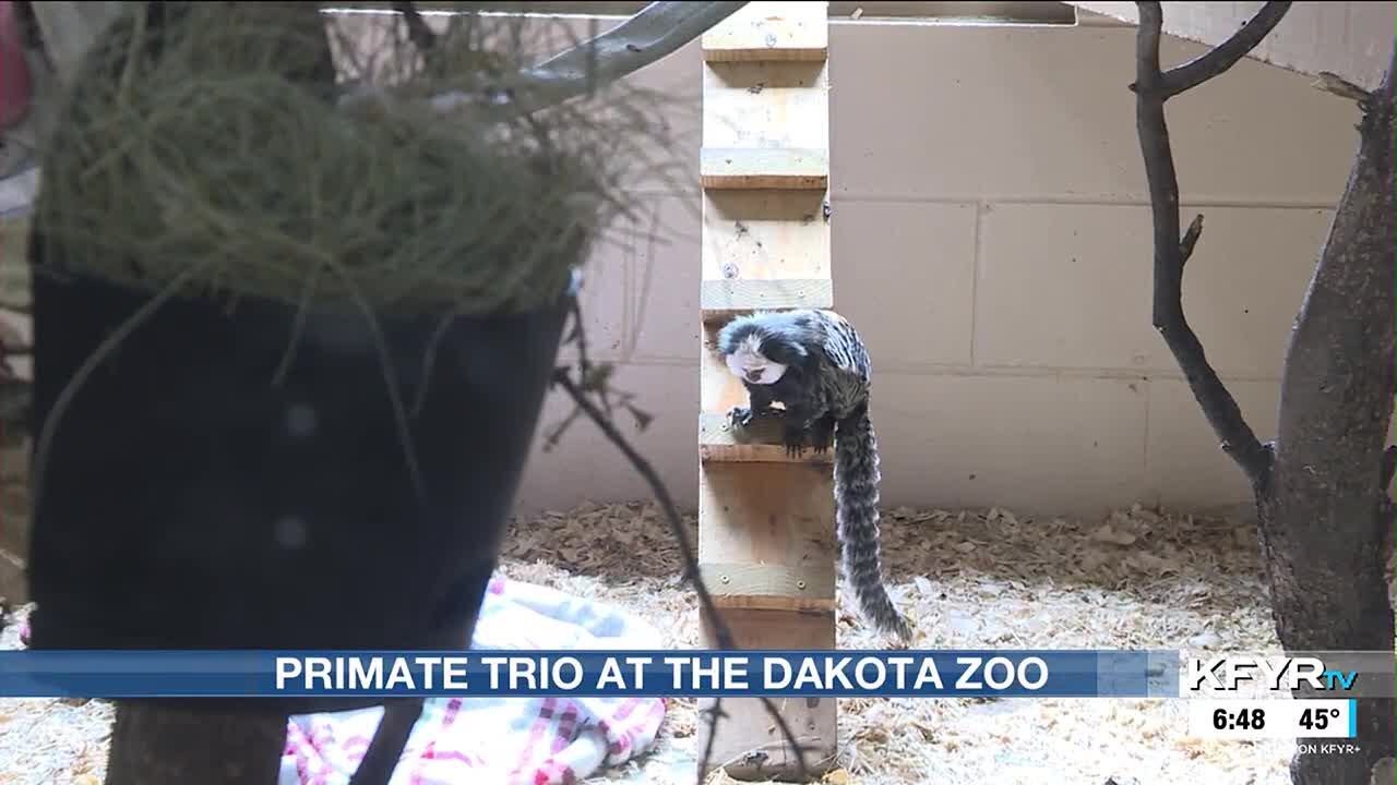 Small primates living together at the Dakota Zoo