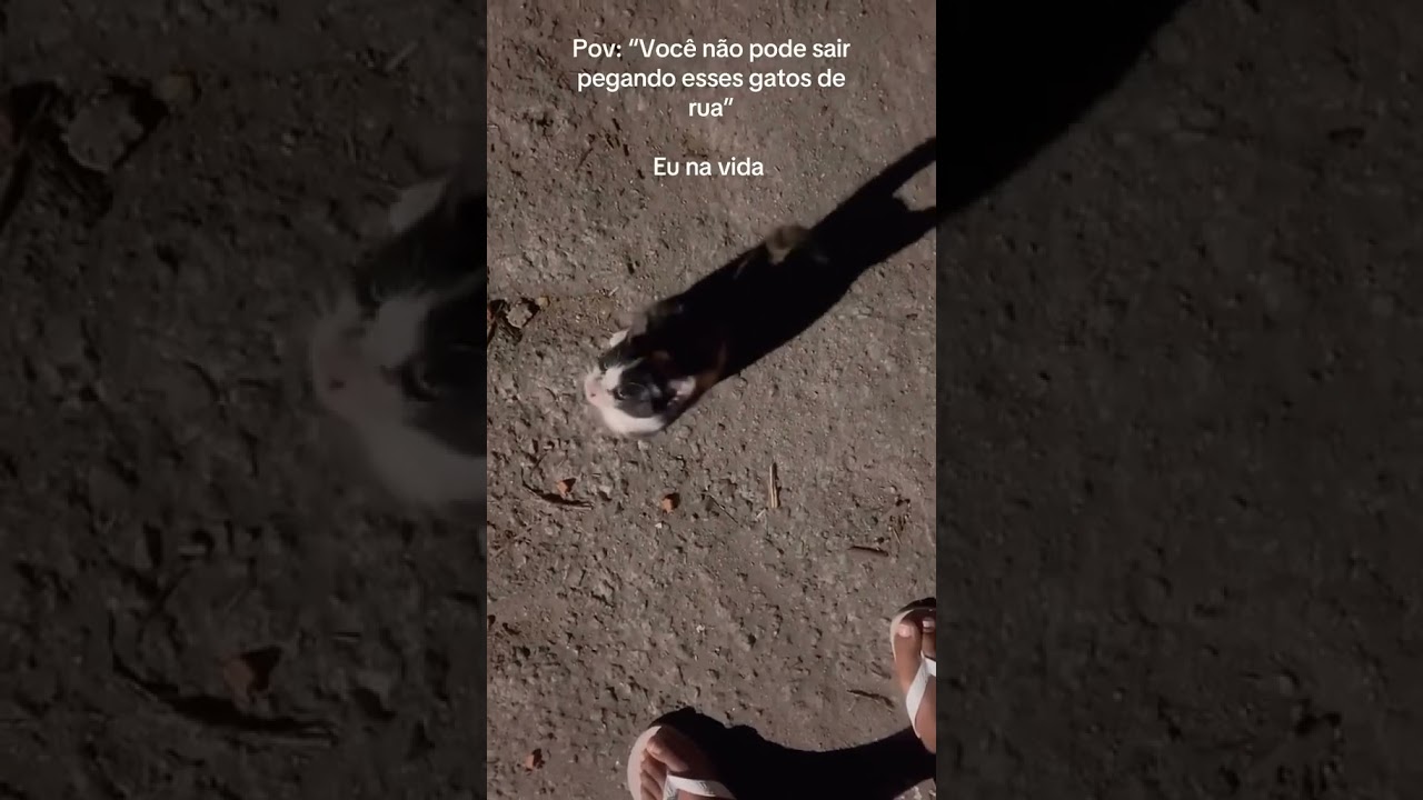 dessa cor eu n&atilde;o tenho | 🎥tatallyta_silva #gatos #gatotricolor #gatofilhote #gateiros #gatinaticos