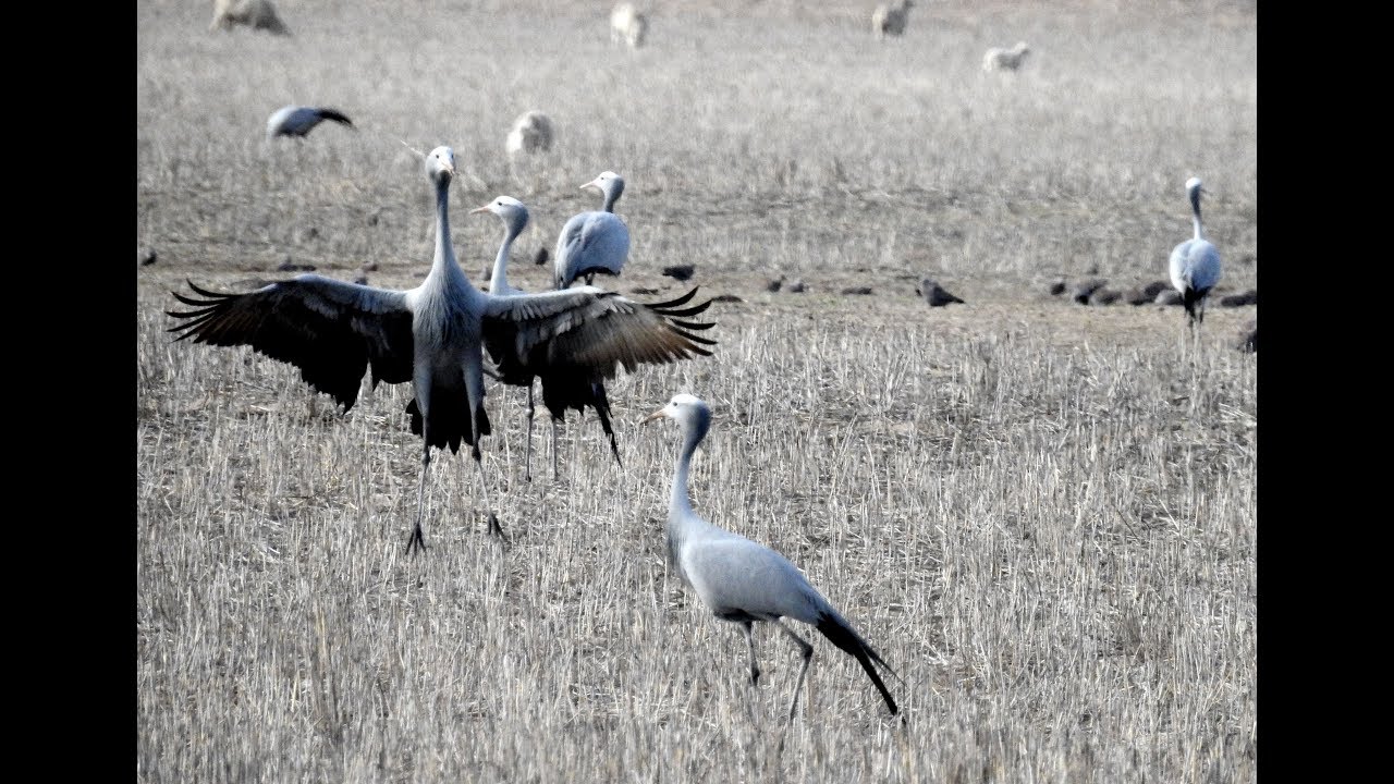 Blue Crane -  Filmed by Greg Morgan