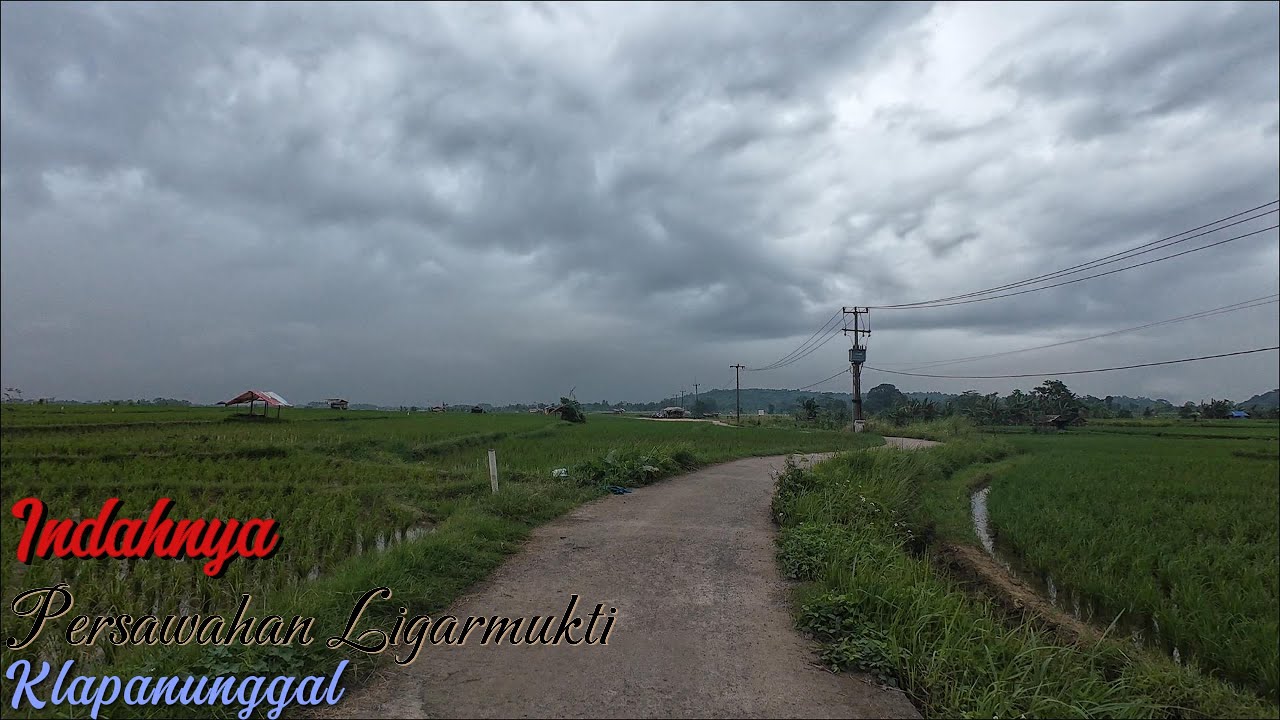 Menikmati Indahnya Persawahan Desa Linggarmukti,Klapanunggal-Bogor