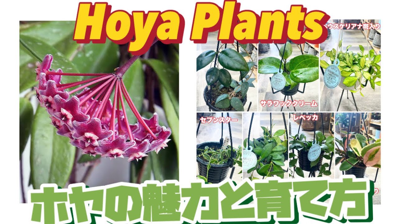 【観葉植物】ホヤ植物の魅力と育て方！吊るしてオシャレな植物！ #gardenえん #観葉植物　#hoyaplant　ハンギング植物