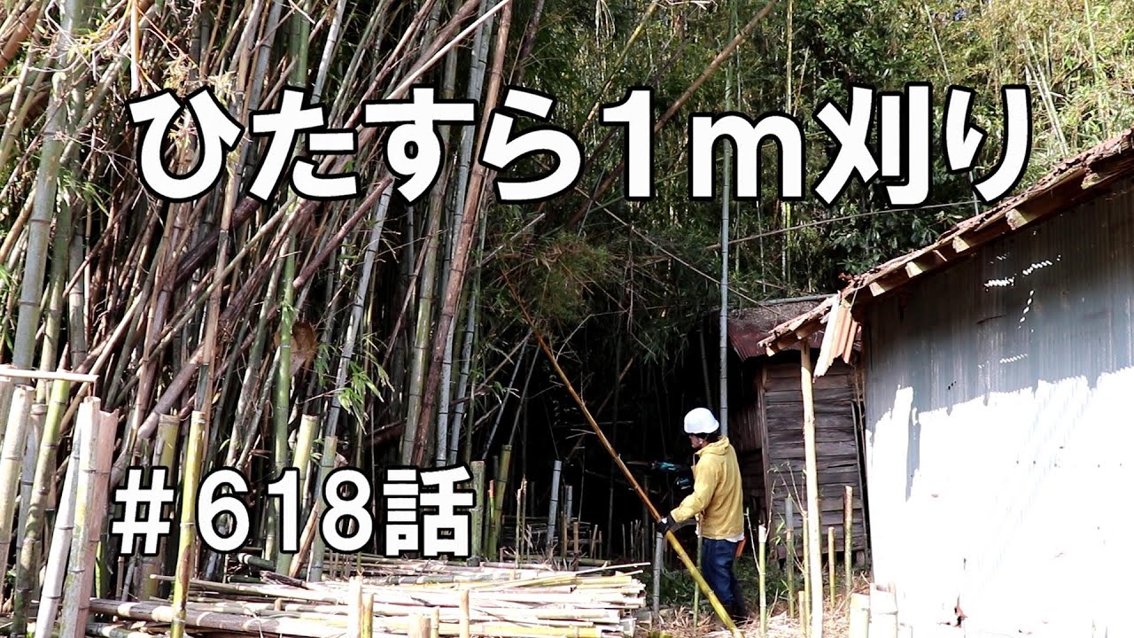 竹藪開拓で１m刈り｜子供用の竹馬を作るために竹を選ぶ｜つきチャンネル開始