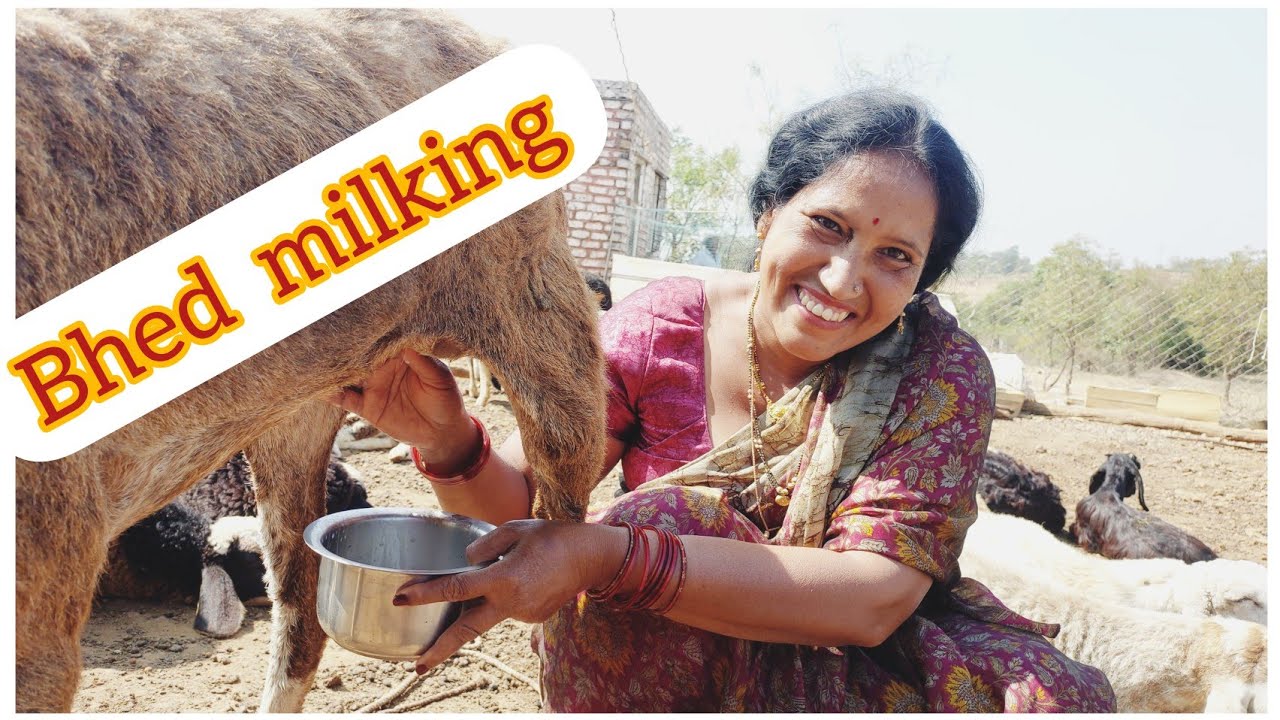 sheep milking