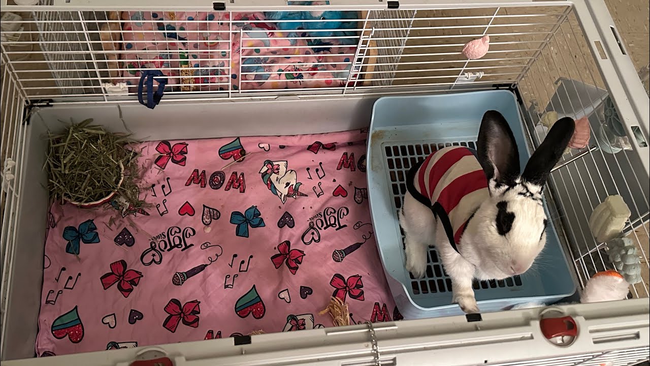 Bunny rabbit pet animal LIVE STREAM petcam