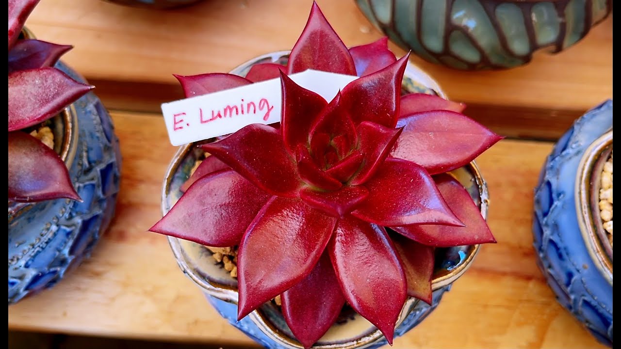 #531 BEAUTIFUL SUCCULENT COLLECTION | BỘ SƯU TẬP SEN ĐÁ NHÀ LÊLÊ  | 다육식물 | 多肉植物 | Suculentas