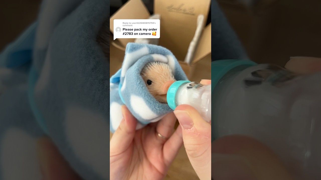 TB🔙 to our most viewed video! www.loulaslittlenursery.co.uk 🤎 #micropig #minipig #babypig #piglet