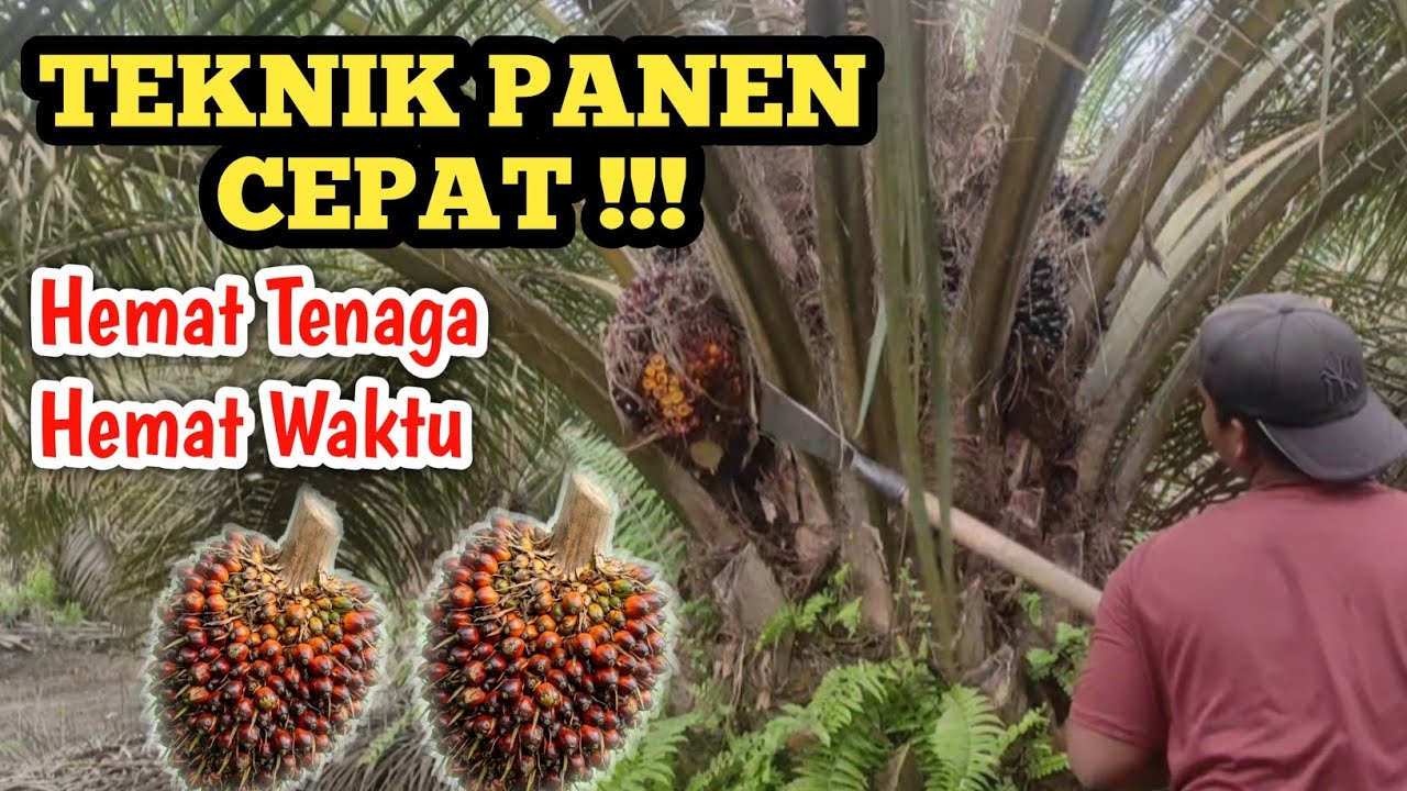 SANGAT MUDAH !!! PANEN SAWIT MENGGUNAKAN DODOS