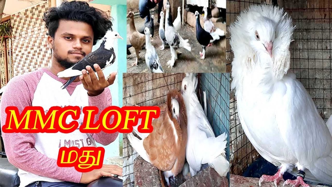 கன்னியாஸ்திரி புறா |ஜாகோபின் புறா|  Kanniyasthiri pigeon  JACOBIN PIGEON | MMC LOFT PIGEON